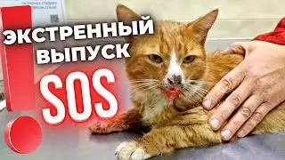 История про рыжего кота.