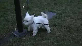 Собачка в Киеве