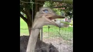 Feeding the ostrich up close