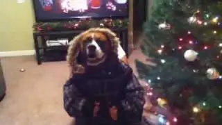 Mila - Dog With Hands Tries to Be Human