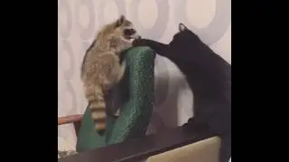 Енот выясняет отношения с котом / Raccoon and cat
