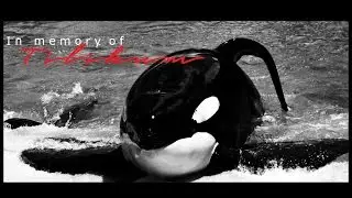 [ In memory of Tilikum ♥ ]