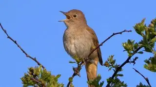 Oiseau qui Chante: Le Chant du ROSSIGNOL