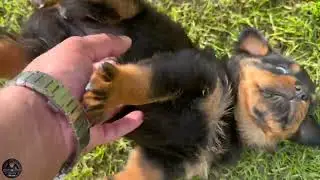 2 Weeks Old Rottweiler Puppies Meet 4 Weeks Old Rottweiler Puppies