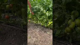 Нижние кисти при приспускании 