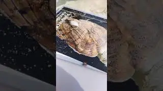Рачек отличный! снова пляж Карма