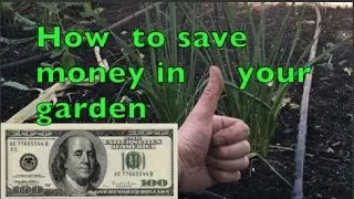 How to save money in your garden episode #2 Leeks