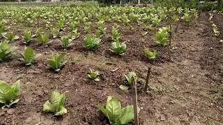 Обзор 2 июня. Месяц с небольшим в поле.
