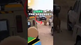 It was a MAD HOUSE at The Serengeti🦁