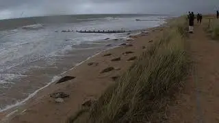 Horsey Gap Seals, November 2021