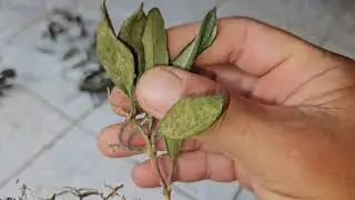 Estudo de Caso N⁰10 de Flores de Cera: Replante e Recuperação da Hoya tsangii