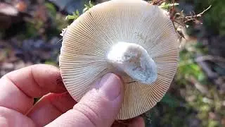 Грибочки-грибы