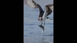 Birds catch fish | Bird fishing #shorts