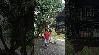 pengkoleksi kutut mahal