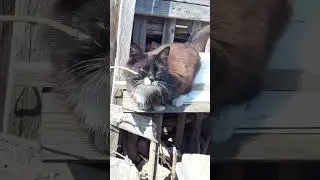 🐱канал в мире животных🐱