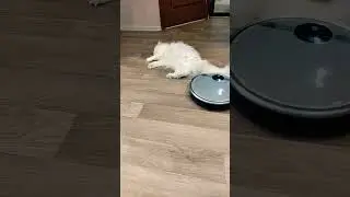 Кот Мартин недоволен роботом пылесосом.