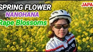 NANOHANA in Japan || Rape in Full Bloom || Canola Flower  @sakuralakwachera9382