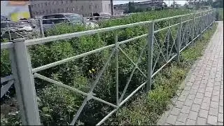 Растет лебеда на газонах в Барабинске