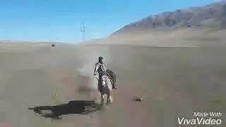 Кок бору улак тартыш