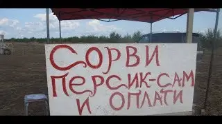 Как растут персики / Крым