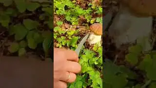 Какой гриб?