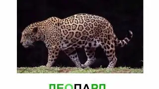 Звери и птицы жарких стран