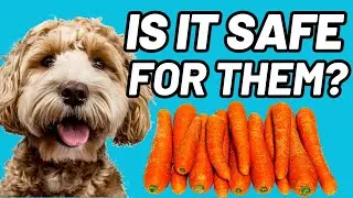 🐶 Can DOGS Eat Carrots Find out the Truth!🥕