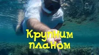 Крупним планом