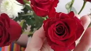 розы в снегу пролежали ночь