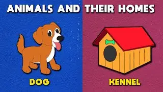 Animals and their homes | Animals home | Home of animals | Animal homes | TimPim Tv