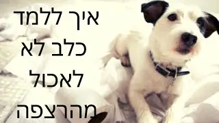 אילוף כלבים | איך ללמד כלב לא לאכול מהרצפה | טל שלוש וסהר כהן מאלף  כלבים ראשי