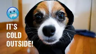 What Its Like Walking a Papillon In The Snow // Percy the Papillon Dog