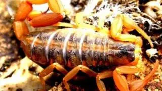 Bark Scorpion of Texas