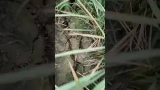 CIBATUPUTIH DI LAHAN KERING