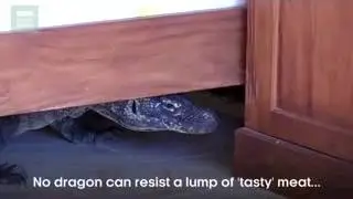 Moment BBC cameraman finds huge komodo dragon in his bathroom