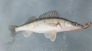 Карась на боковой кивок.
