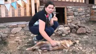 Предвыборная кампания #Bees#Катюха
