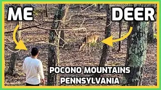 DEER 🦌 in our backyard Poconos Pennsylvania USA 🇺🇸 @LifeMoves @learnwithsyed