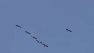 полёт журавлей 10 04 2016г