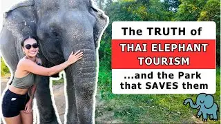 Don't Ride Elephants in Thailand—Visit THIS Sanctuary Instead! 🐘