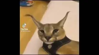 волшебный кот пердит ртом