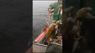 плотва рвет сети ход плотвы на Днепре