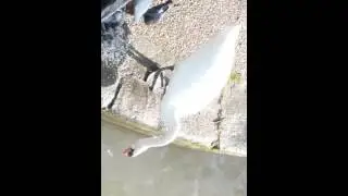 Beautiful Swans