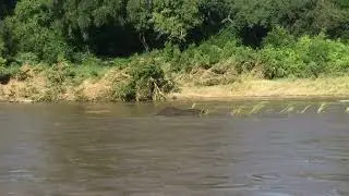 Elephant swimming in overflowing river