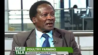 Poultry farming expert guide |Market, feeds and breeds| - part 2