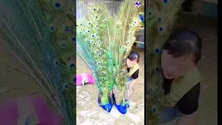 Pretty Peacock bird #peacock #birds #love #song #bollywood #hindisong
