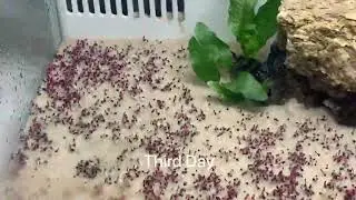 Aquatic Coleus Blumei Carpet Water Grass