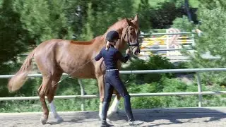 How to teach your horse to piaffe in hand