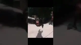 Watch till the end 🥺