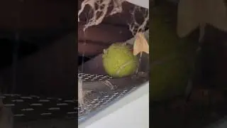 Why are there tennis balls here? #florida #homeinspection #homeowner